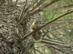 Image of pine squirrel