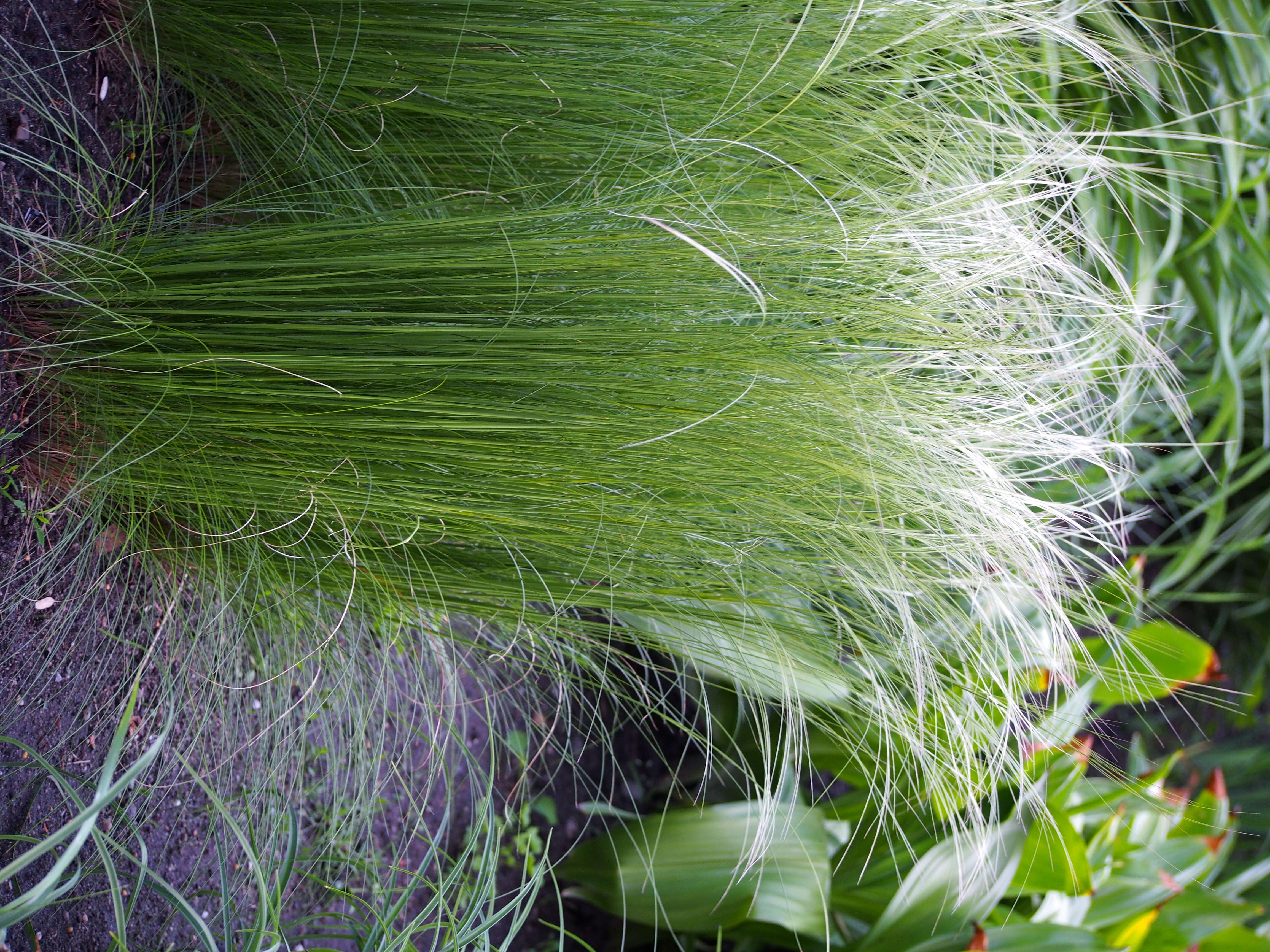 Image de Stipa tirsa Steven