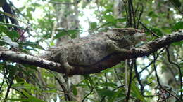 Image of Short-horned Chameleon