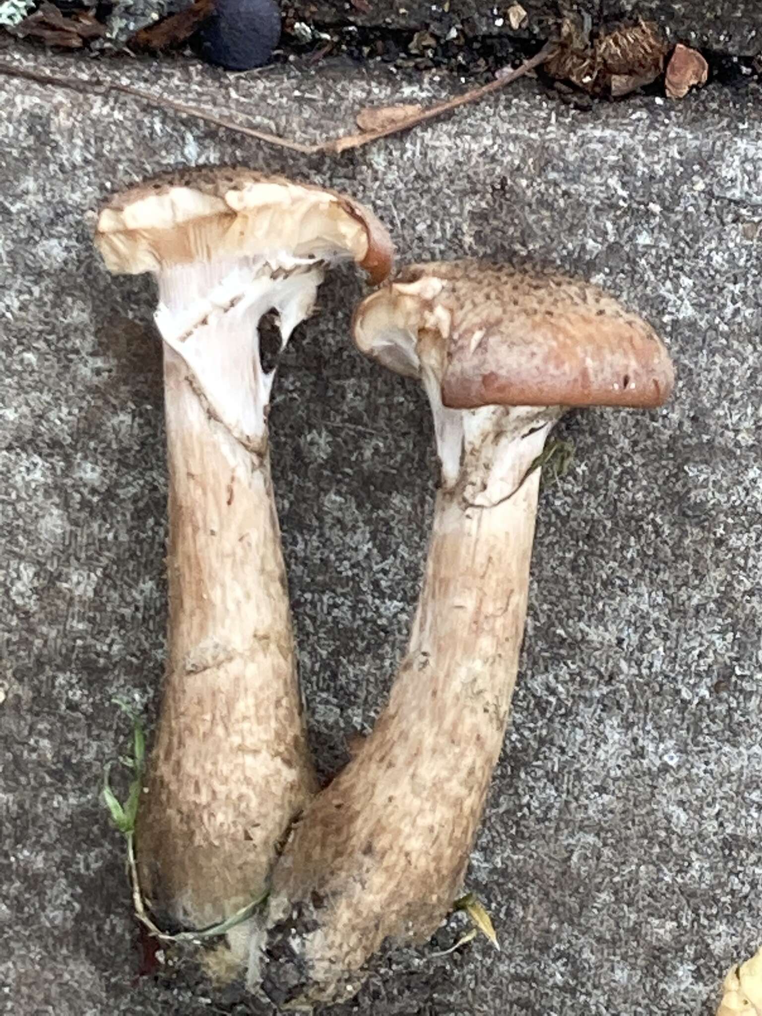 Image of Armillaria gallica Marxm. & Romagn. 1987