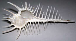 Image of Venus comb murex