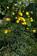 Image of common buttercup