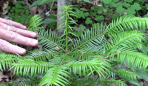 Image of Florida Nutmeg Tree