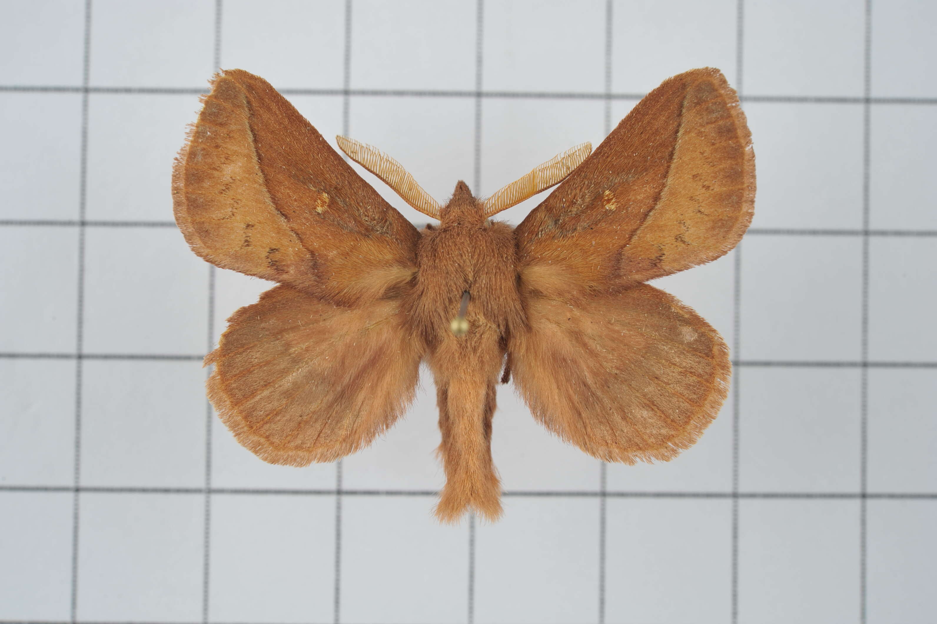 Image de Euthrix tamahonis Matsumura 1927