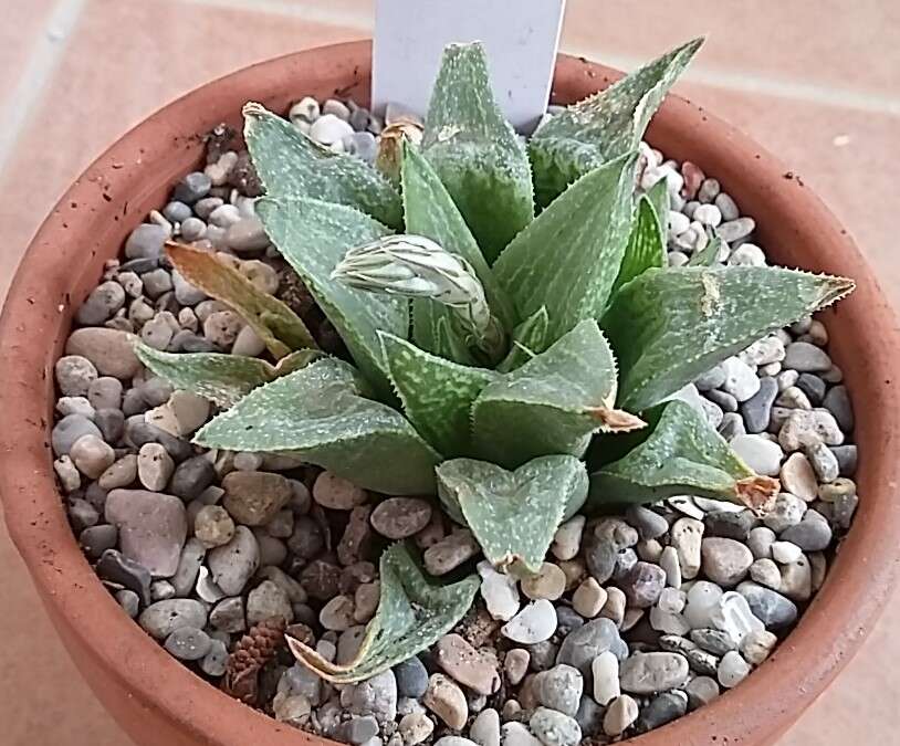 Слика од Haworthia pygmaea Poelln.