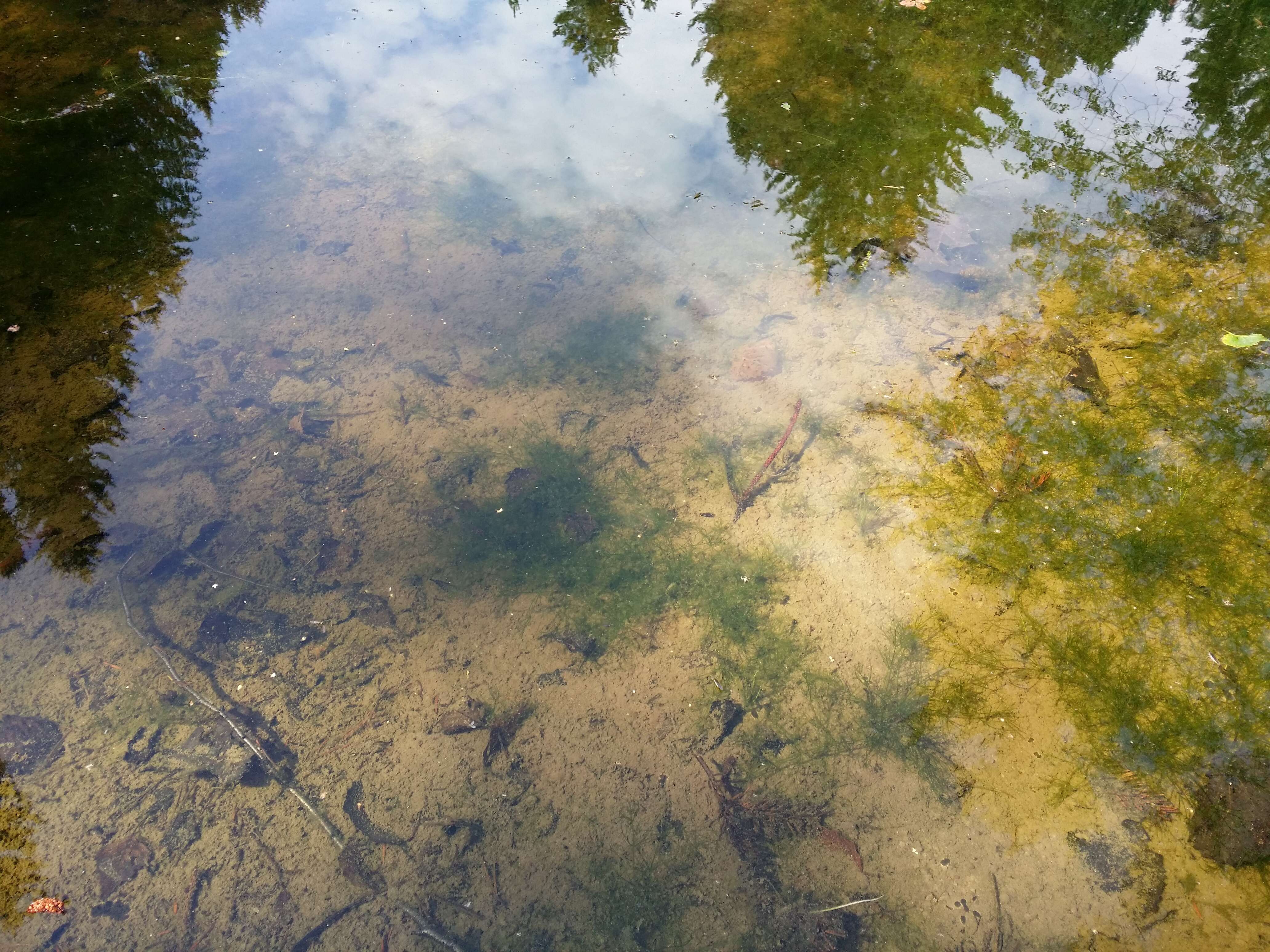 Image of Stonewort