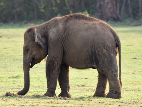 Image of Indian elephant