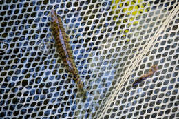 Image of Chesapeake Logperch