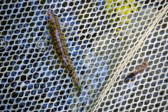 Image of Chesapeake Logperch