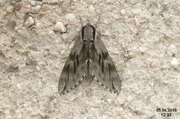 Image of convolvulus hawk moth