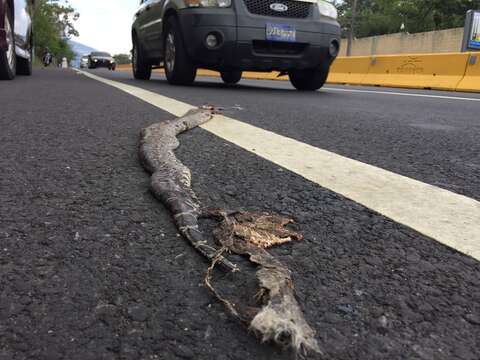 Image of Central American Boa