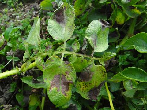 Image of Alternaria solani Sorauer 1896