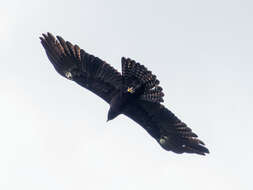 Image of Black Eagle