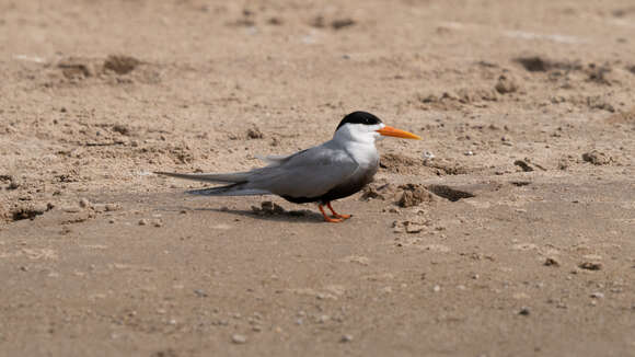 Image of Black-bellied Tern