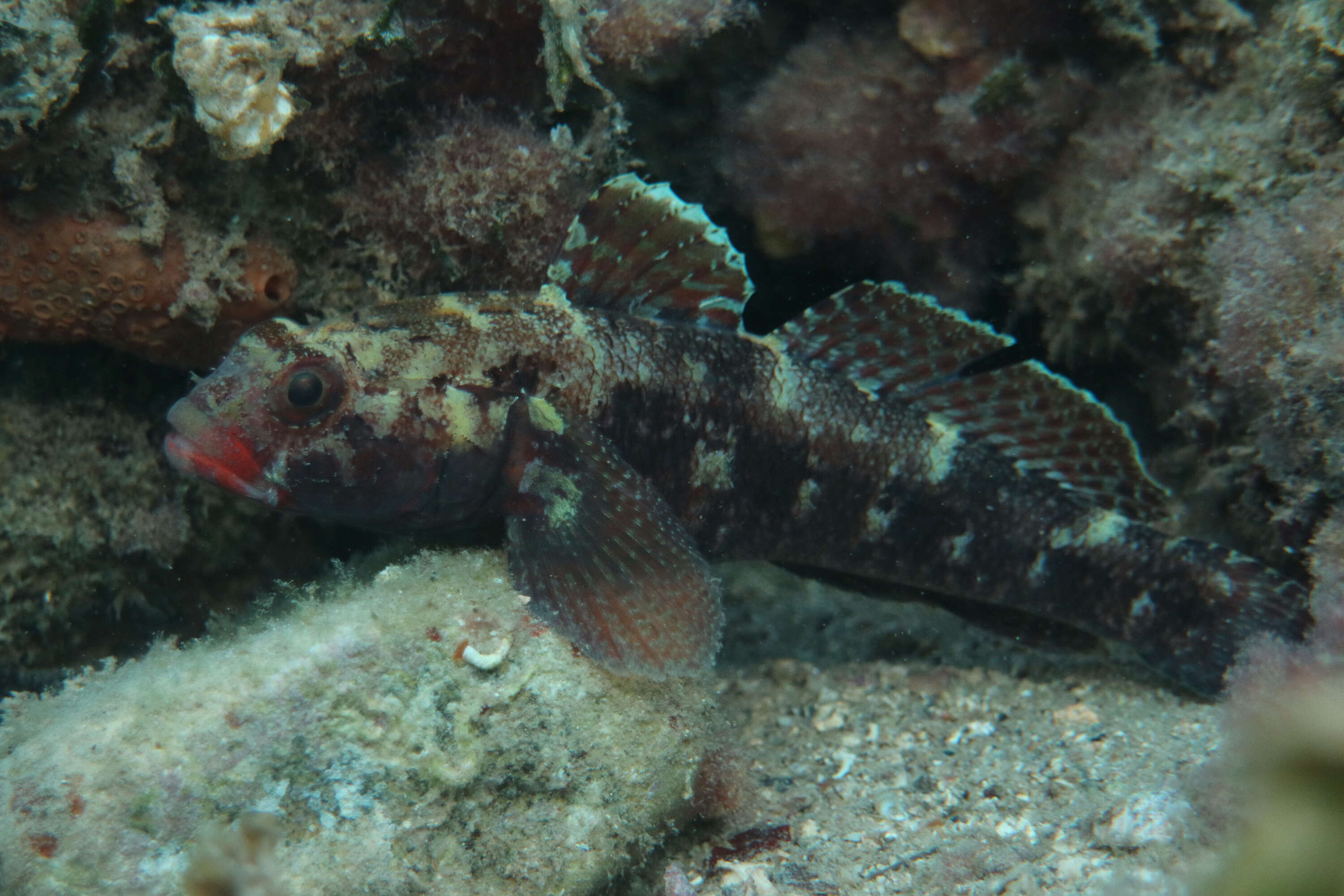 Image of Red-mouthed Goby