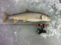 Image of lake trout