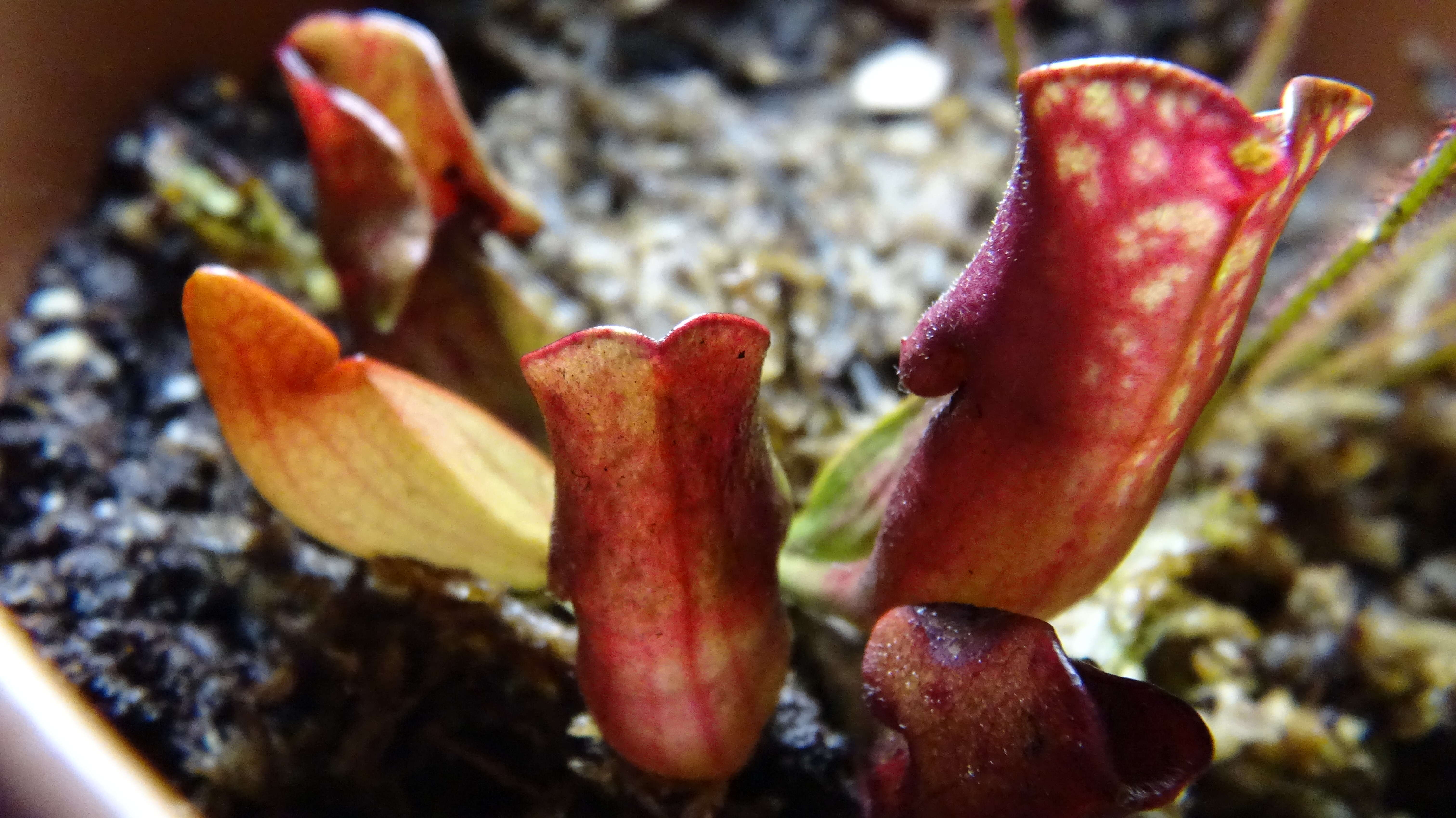 Image of purple pitcherplant