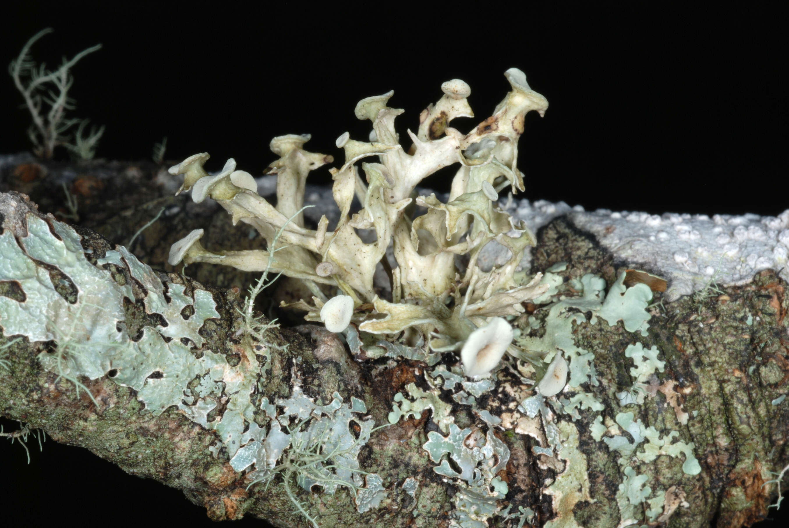 Image of American cartilage lichen