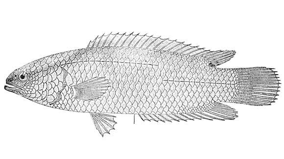 Imagem de Ctenopoma multispine Peters 1844