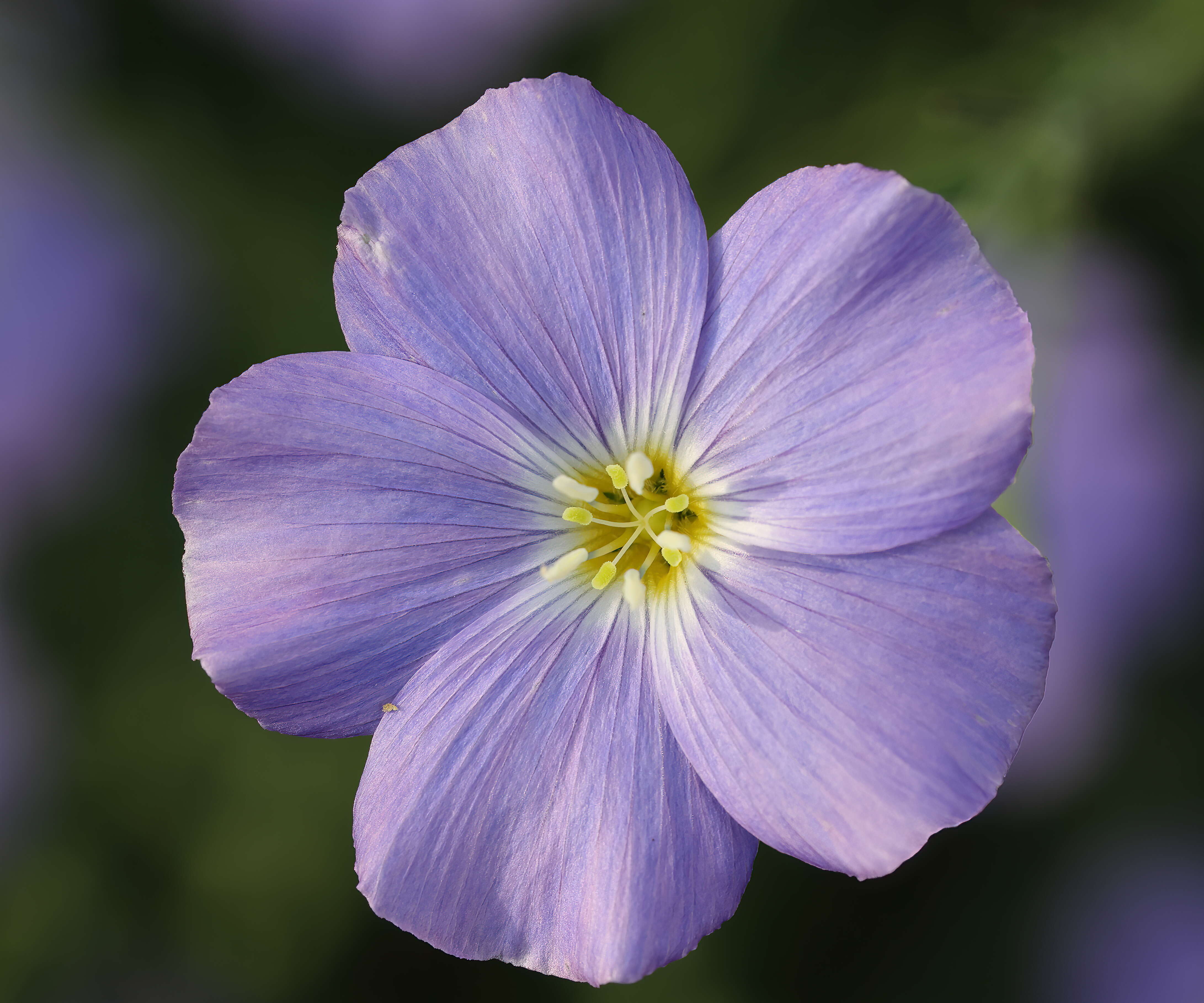 Imagem de Linum alpinum Jacq.