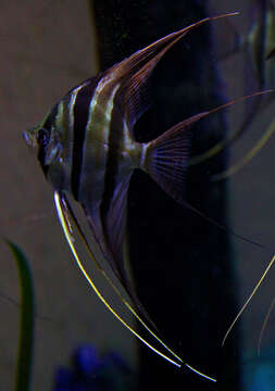 صورة Pterophyllum altum Pellegrin 1903