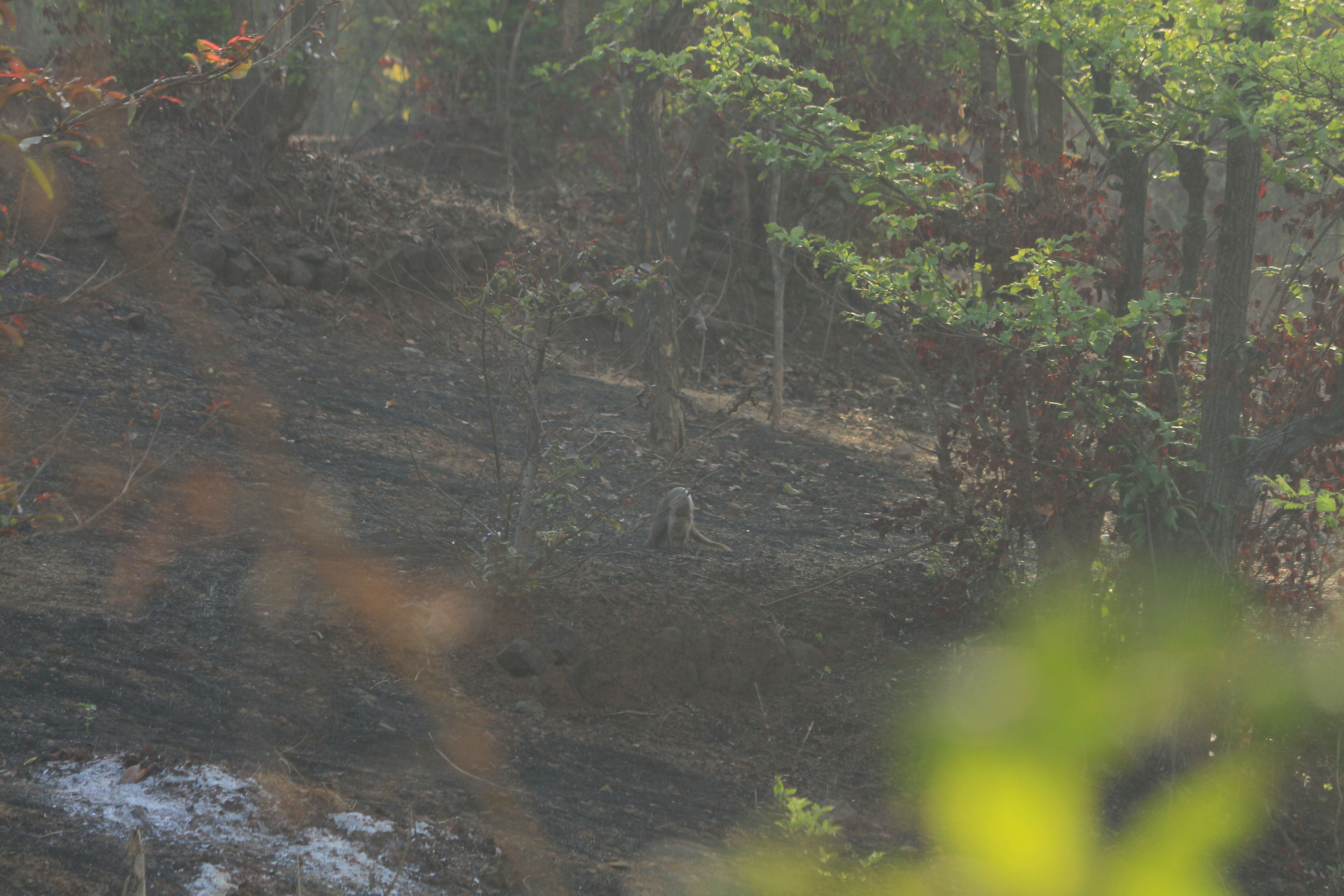 Image of Indian Gray Mongoose