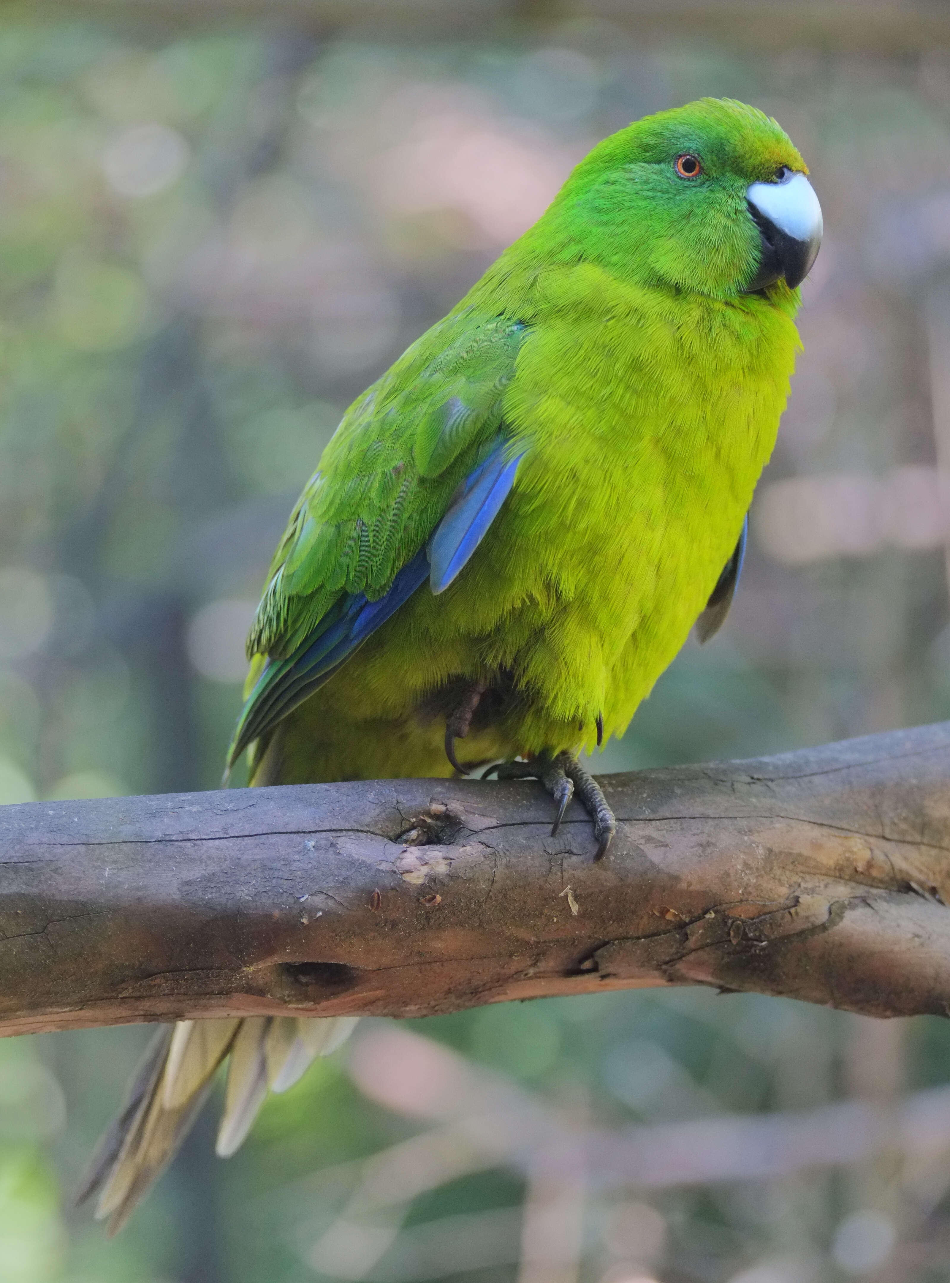Image of Antipodes Green Parakeet