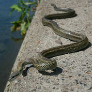 Image of Japanese Rat Snake