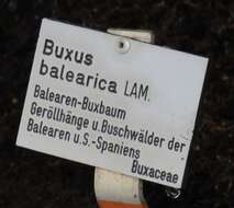 Image of Balearic boxwood