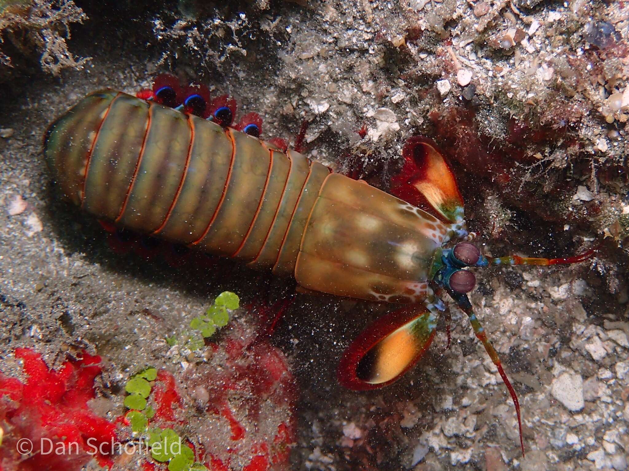 Image of Odontodactylus scyllarus