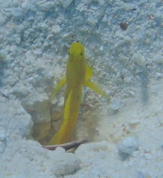 Image of Yellow prawn-goby