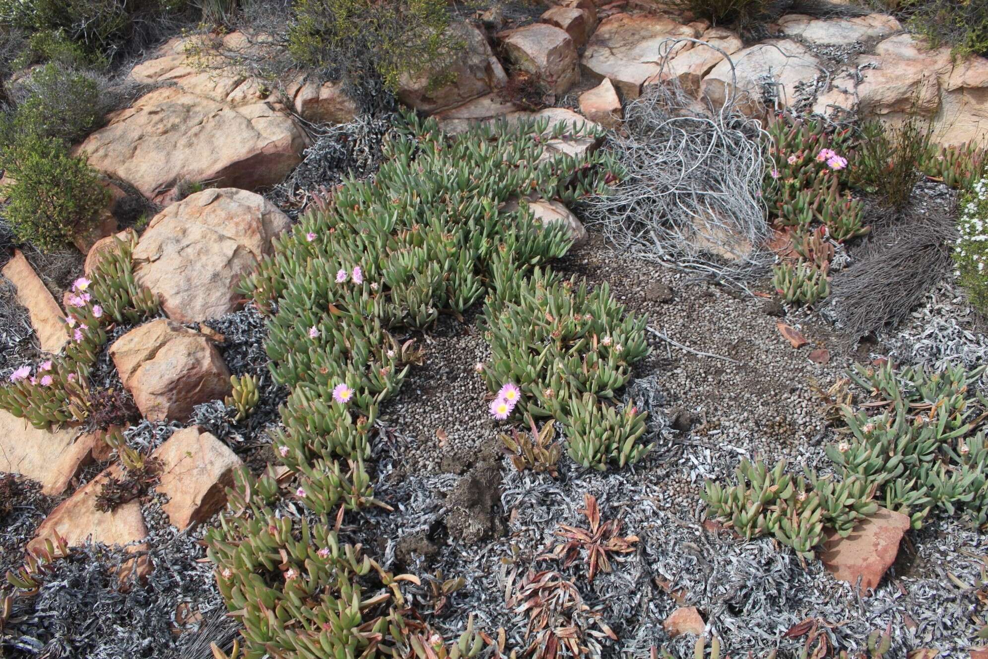 Image of Carpobrotus mellei (L. Bol.) L. Bol.