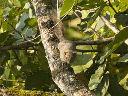 Image of Hoary-bellied Squirrel