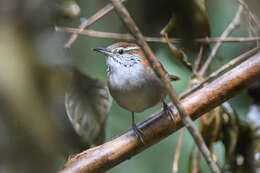 Image of Rufous-and-white Wren