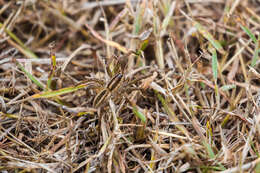 Image of Rabid Wolf Spider