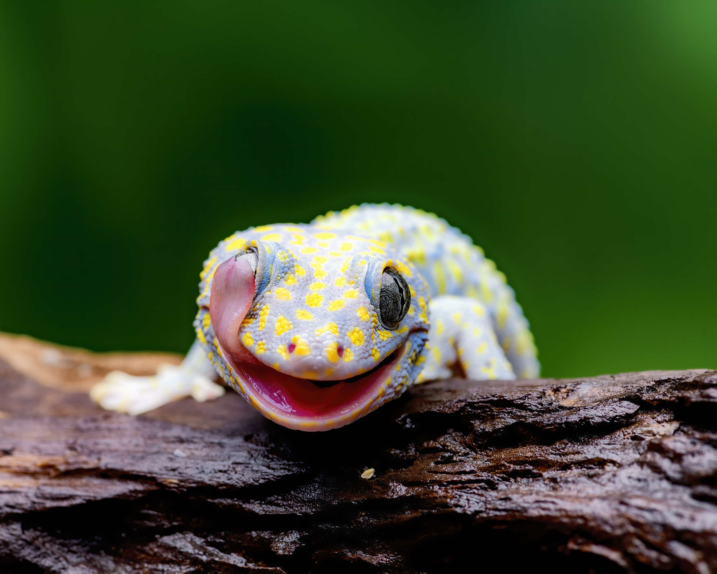 صورة Gekko gecko (Linnaeus 1758)