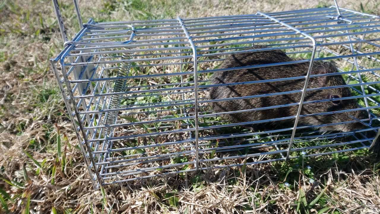 Image of Brazilian Guinea Pig