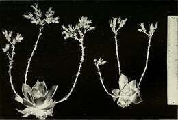 Imagem de Dudleya stolonifera Moran