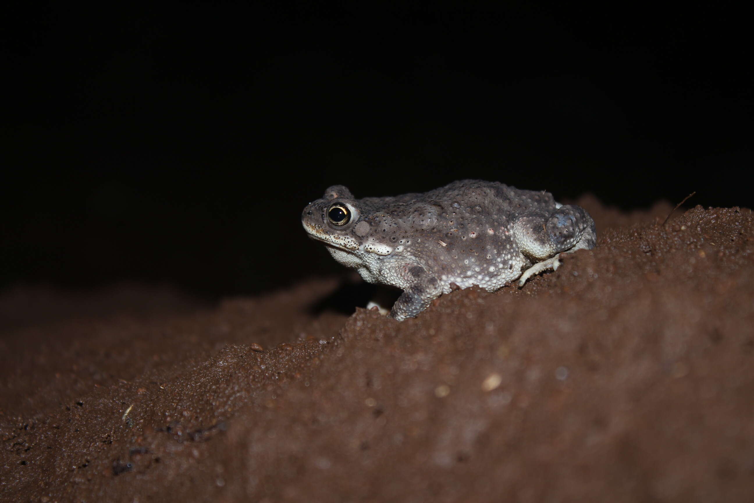 Image of Duttaphrynus Frost, Grant, Faivovich, Bain, Haas, Haddad, de Sá, Channing, Wilkinson & Donnellan et al. 2006