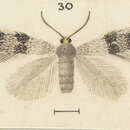 Stigmella progama (Meyrick 1924) Dugdale 1988 resmi