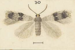 Image of Stigmella progama (Meyrick 1924) Dugdale 1988