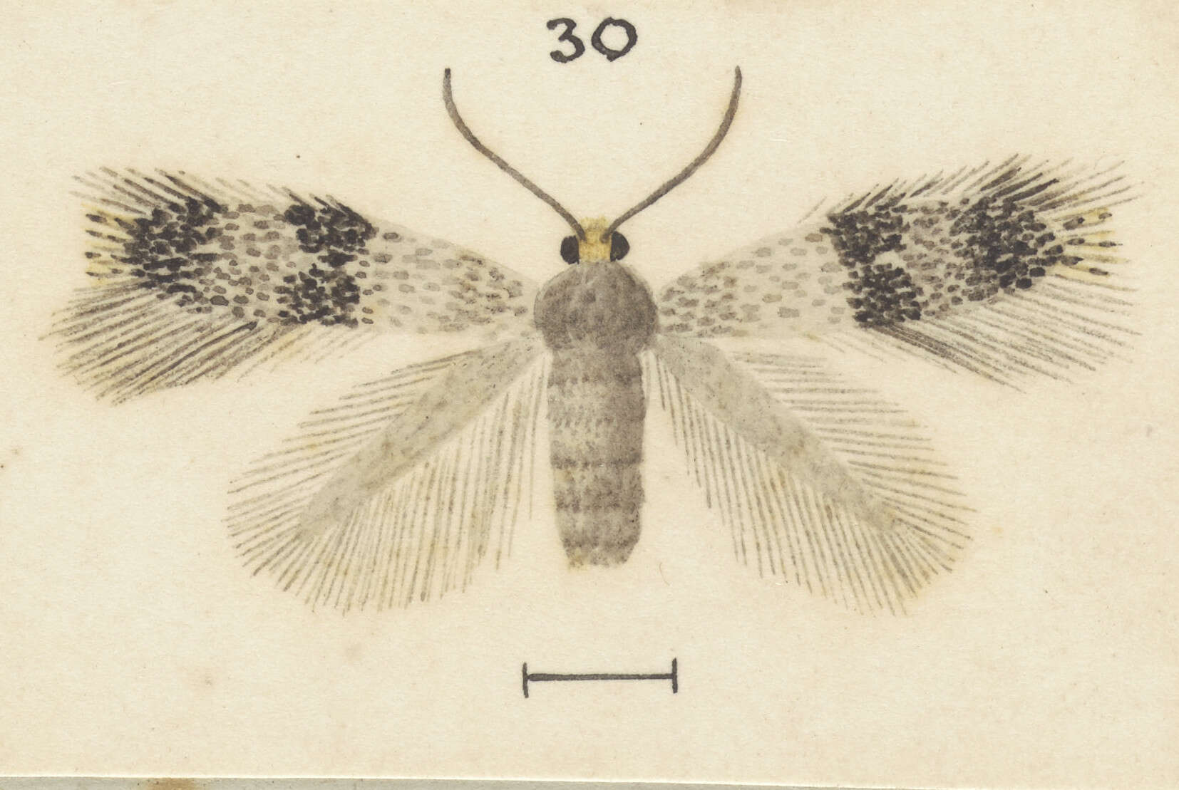 Stigmella progama (Meyrick 1924) Dugdale 1988 resmi