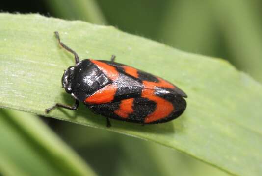 Image of Red-and-black Froghopper