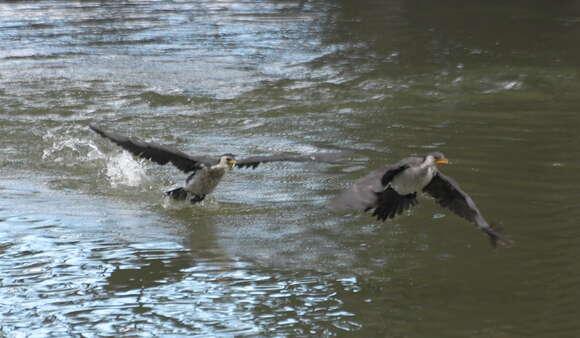 Image of Little Pied Cormorant