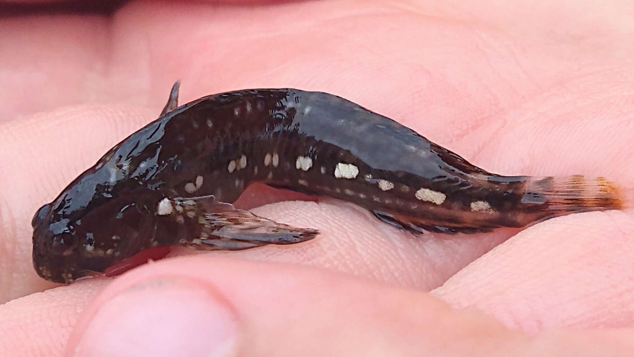 Image de Coryphoblennius