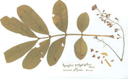 Dysoxylum pachyphyllum Hemsl.的圖片