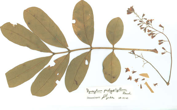 Dysoxylum pachyphyllum Hemsl.的圖片