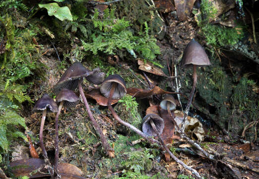 Imagem de Psilocybe neoxalapensis Guzmán, Ram.-Guill. & Halling 2009