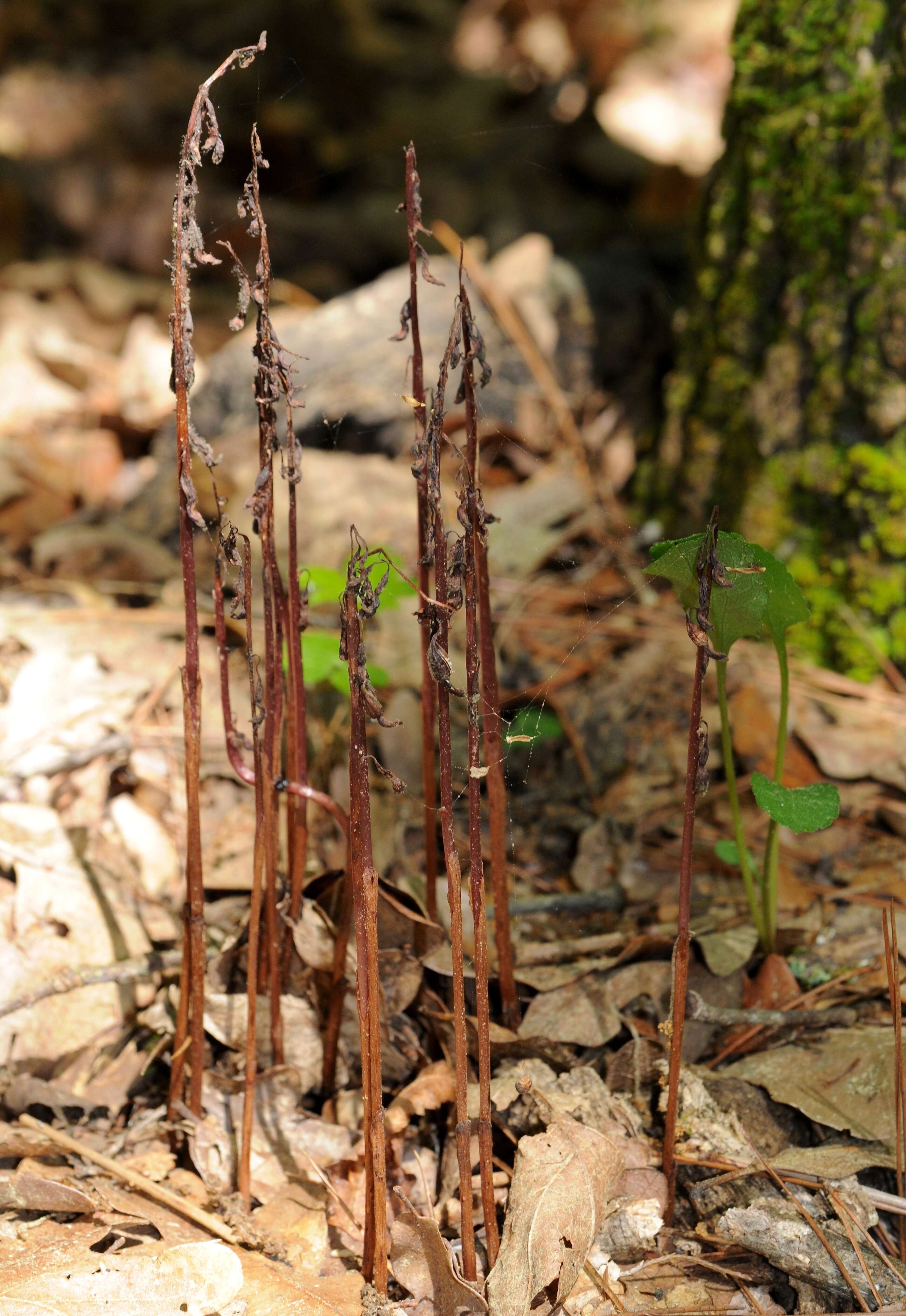 Image of Spring coralroot