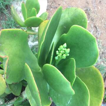 Image of pig's ear